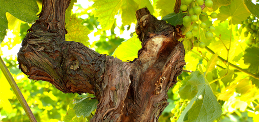 Incontri tecnici sulla difesa fitosanitaria in viticoltura