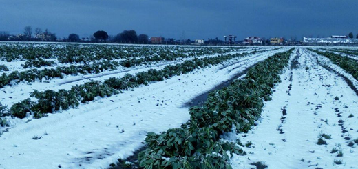 Eccesso di neve nelle province di VI e VR: intervento per danni alle strutture