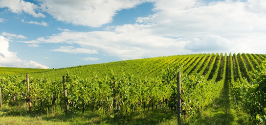 Vitivinicolo: il punto sul vigneto e focus su viticoltura di precisione
