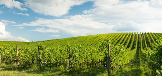 Vitivinicolo: disponibili gli elenchi con le nuove autorizzazioni