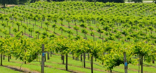 Vigneti: proroga dei termini per le domande di ristrutturazione e decreto Mipaaf sulle penalità