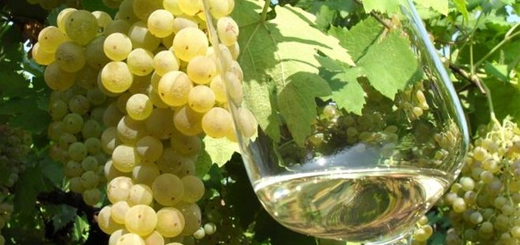 Prosecco: per la vendemmia 2021 il Consorzio decide di attingere 6250 ettari dalle superfici a Glera bloccate