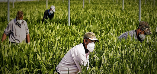 Esonero contributivo per le mensilità di novembre, dicembre 2020 e gennaio 2021. Sospensione I trimestre 2021 datori di lavoro agricolo