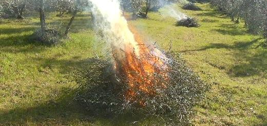 Divieto combustione di sfalci e potature