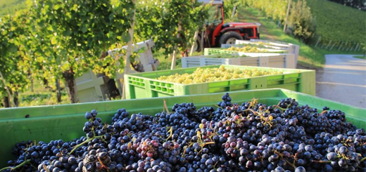 Pubblicato Vademecum vendemmiale ICQRF per la campagna vitivinicola 2022-2023