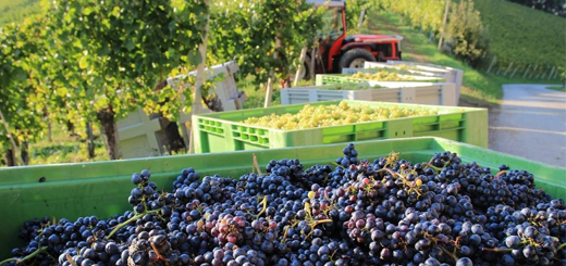 Vitivinicolo: dichiarazioni obbligatorie di vendemmia e di produzione 2021/2022