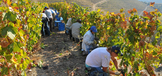 dichiarazioni vendemmia