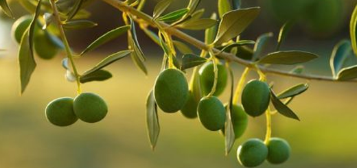 filieri olio olivo