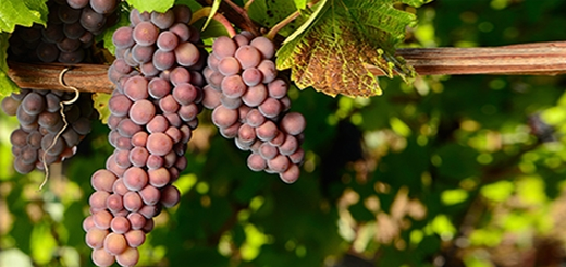 Pinot Grigio delle Venezie: annata in crescita e prezzi delle uve in aumento
