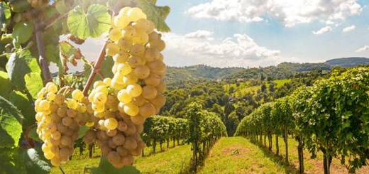 Vitivinicolo: prorogate le misure eccezionali COVID 19 a sostegno del settore