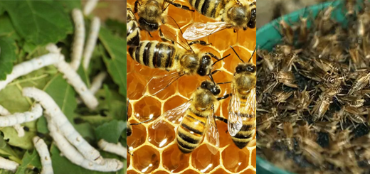 Seminario ＂Nuove tipologie di allevamenti: allevare insetti, bachi e api＂