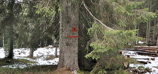 Imprese forestali: parte l’obbligo di formazione e patentino