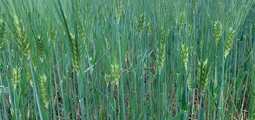 Grano duro: prezzi in rialzo fino all’80% rispetto al 2021