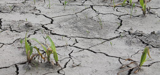 Emergenza siccità: gli interventi urgenti e gli investimenti per il futuro