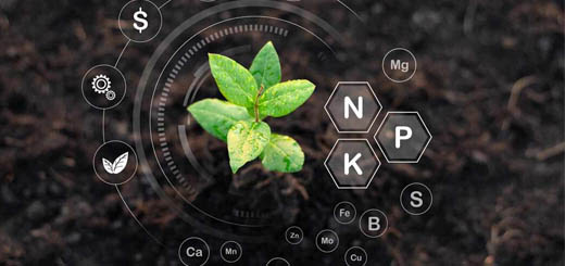 Webinar ＂Nutrizione minerale delle piante erbacee di piano campo. Valorizzazione di fertilizzanti organici e biofertilizzanti＂