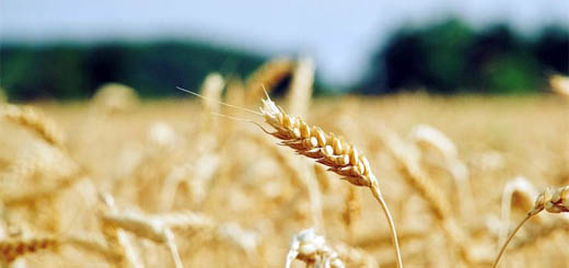 Mercati agricoli: via libera ai dazi UE sull’import di cereali dalla Russia