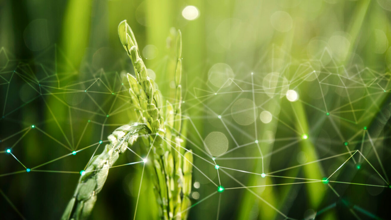 Agricoltura biologica: ok al decreto sull’uso del marchio Biologico Italiano