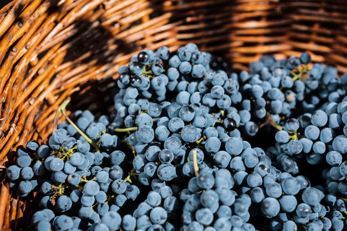 Il settore vinicolo italiano sotto la lente di Mediobanca e Qualivita. Italia (sostenuta dal Veneto) è leader mondiale della produzione