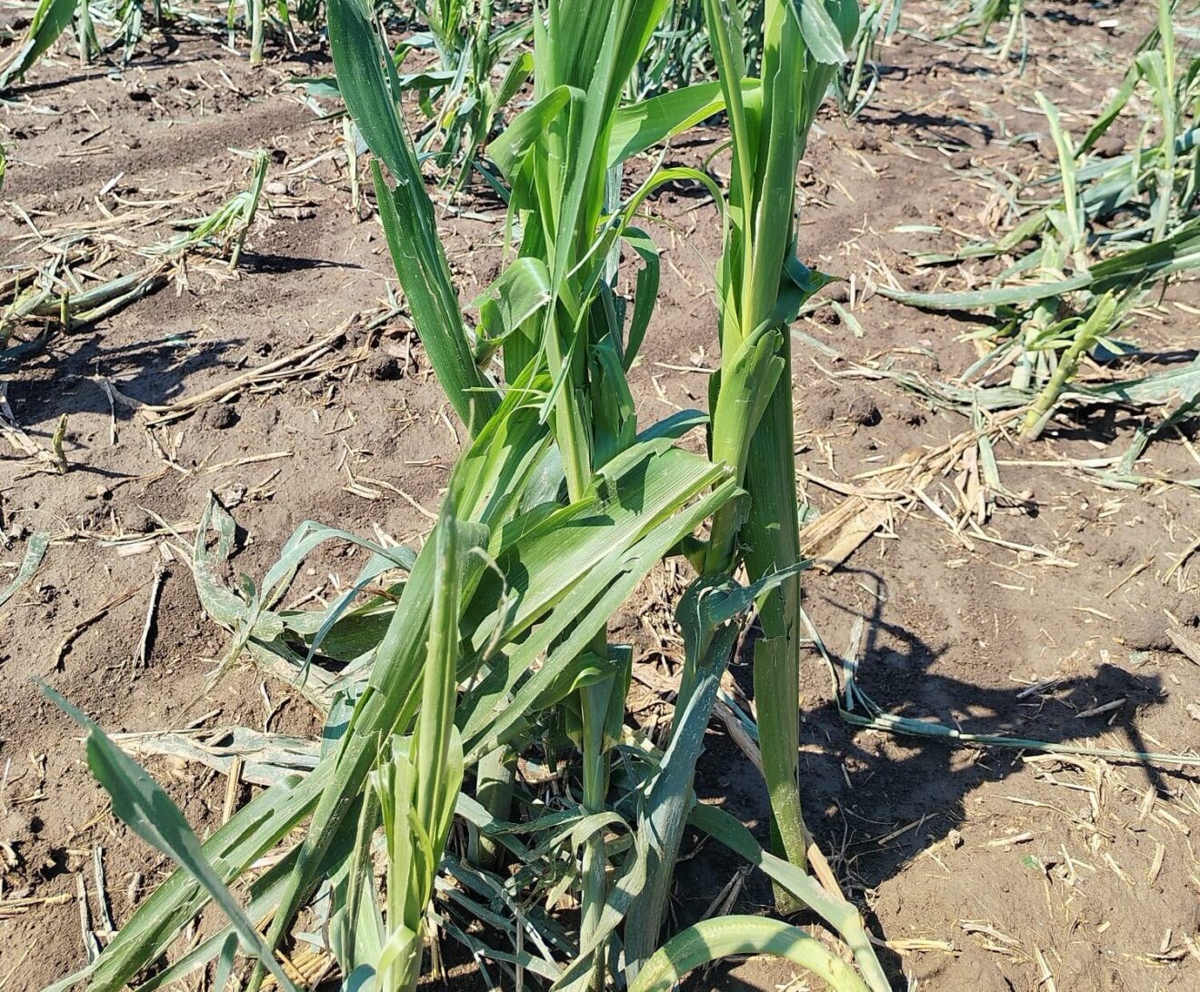 Siccità e grandine nello stesso mese: le imprese agricole non possono restare sole