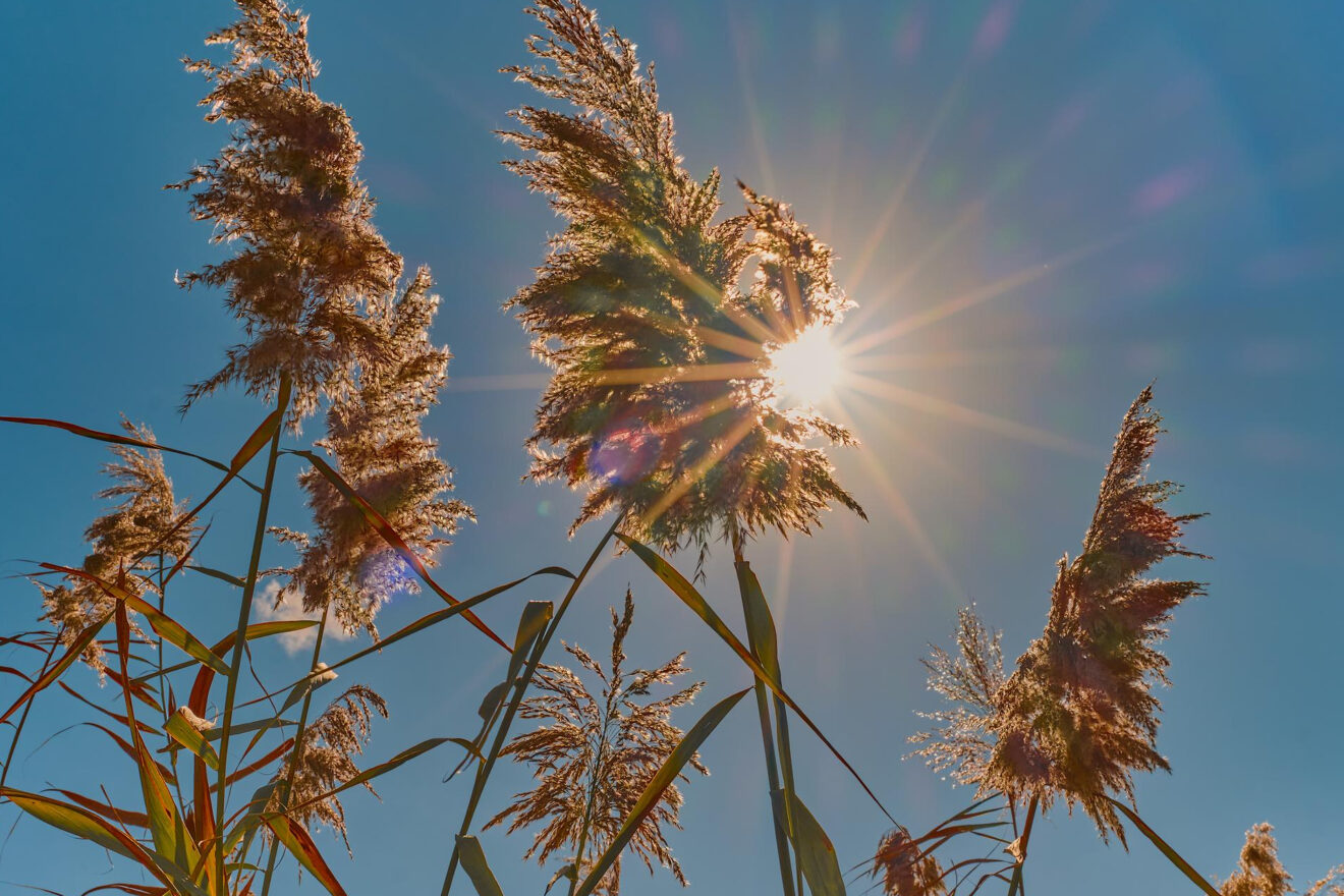L’impatto del caldo estremo sull'agricoltura. Serve un chiaro indirizzo politico da parte dell'UE